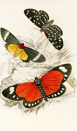 Hypercampa Sybaris, Callimorpha Helcita, Callimorpha Phileta