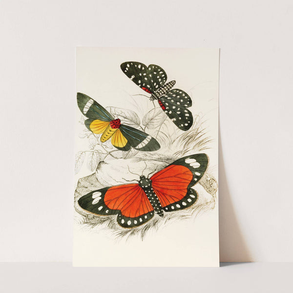 Hypercampa Sybaris, Callimorpha Helcita, Callimorpha Phileta by James Duncan