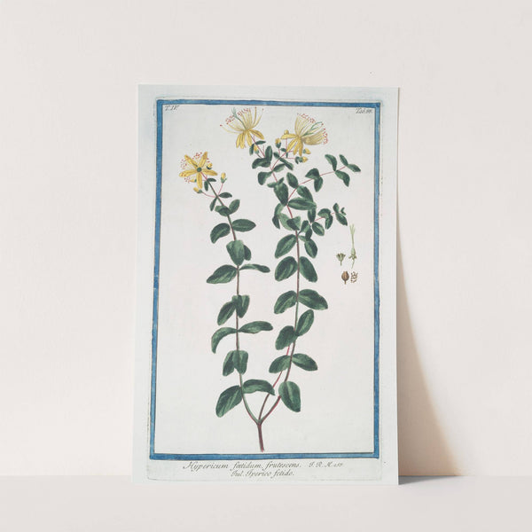 Hypericum foetidum, frutescens - Iperico fetido. (St. John's-wort) by Giorgio Bonelli