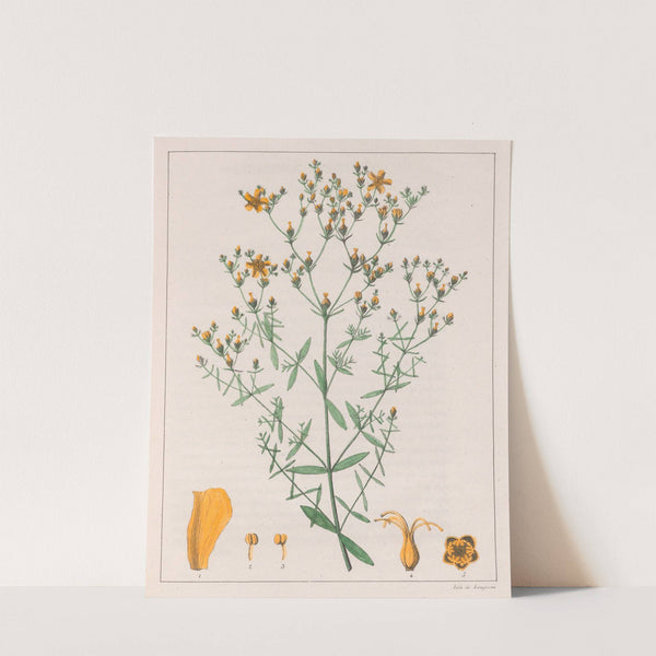 Hypericum Laxiusculum (1824-1828) by Auguste de Saint-Hilaire