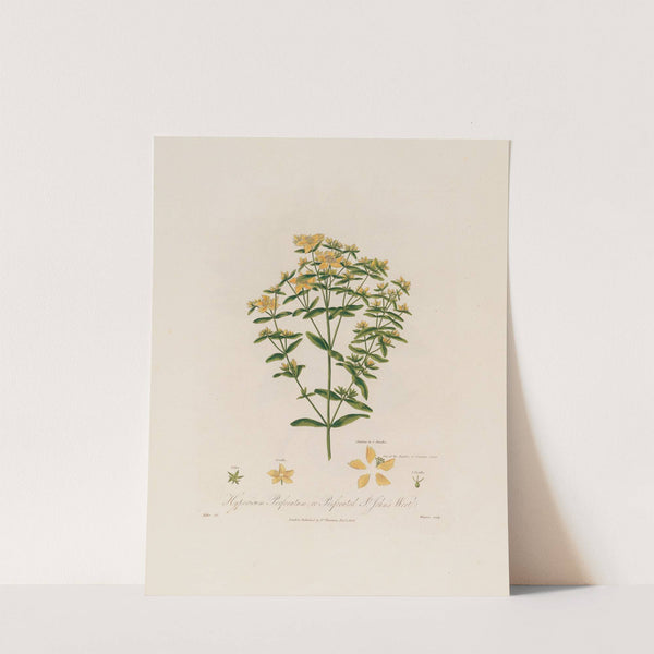 Hypericum Perforatum ; or Perforated St. John’s Wort (1799–1810) by Robert John Thornton