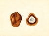 Hyphaene thebaica