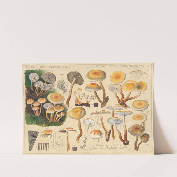 Hypholoma capnoides Fr. (1915-1945) by Hans Walty