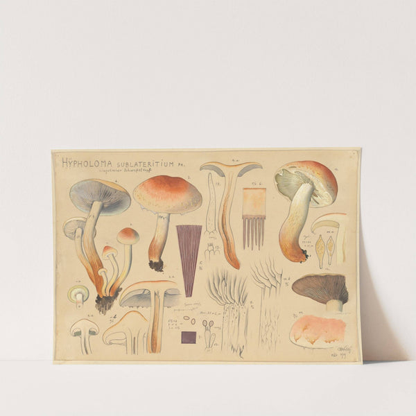 Hypholoma sublateritium Fr. (1915-1945) by Hans Walty