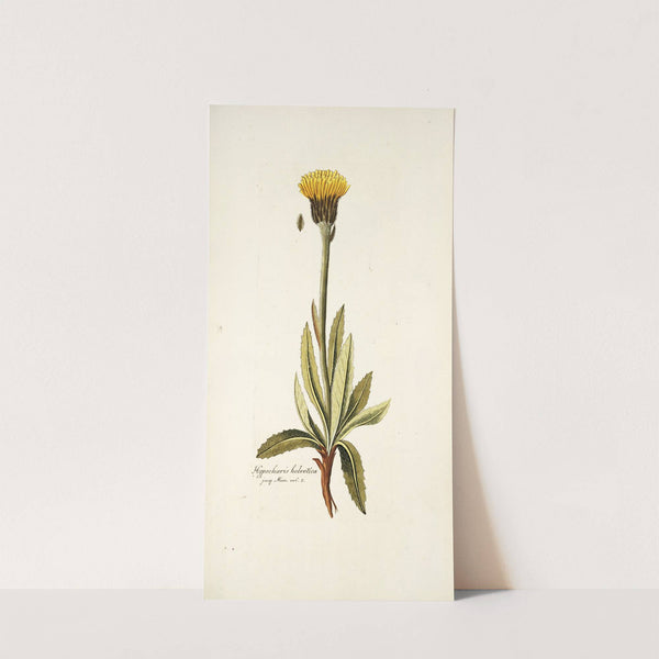 Hypochaeris helvetica (1781-1793) by Nikolaus Joseph Freiherr von Jacquin