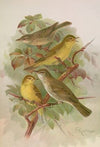 Hypolais pallida, philomela, polyglotta, olivetorum