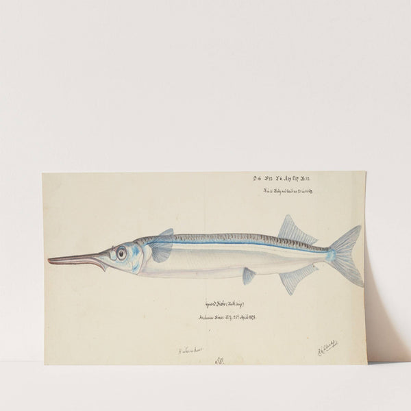 Hyporhamphus ihi (NZ) : Piper (1875) by Frank Edward Clarke