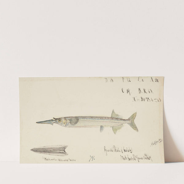 Hyporhamphus melanochir (Tas) : Southern Sea Garfish (1869) by Frank Edward Clarke