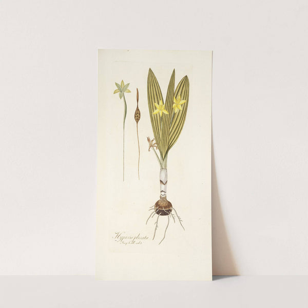 Hypoxis plicata (1781-1793) by Nikolaus Joseph Freiherr von Jacquin