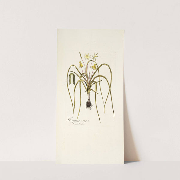 Hypoxis serrata (1781-1793) by Nikolaus Joseph Freiherr von Jacquin