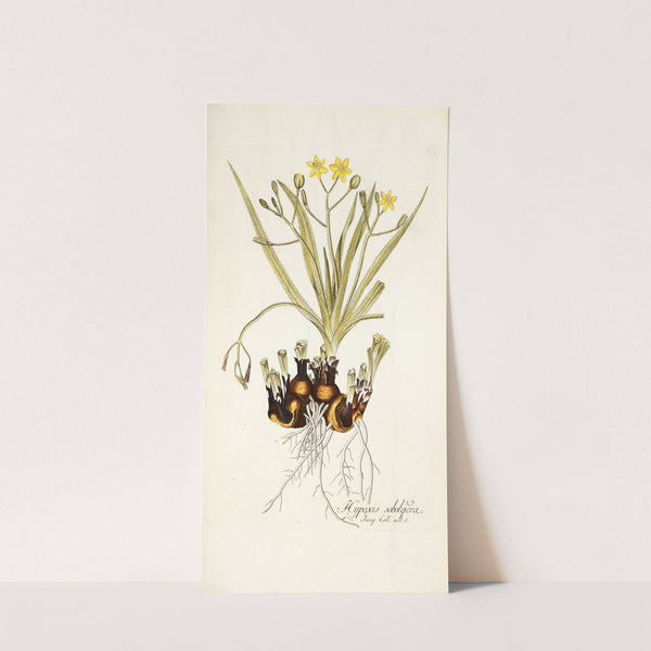 Hypoxis sobolifera (1781-1793) by Nikolaus Joseph Freiherr von Jacquin