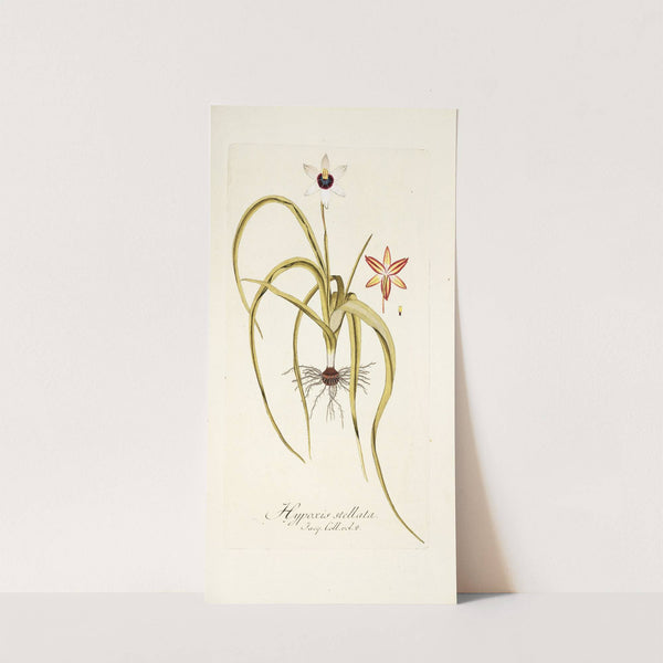 Hypoxis stellata (1781-1793) by Nikolaus Joseph Freiherr von Jacquin