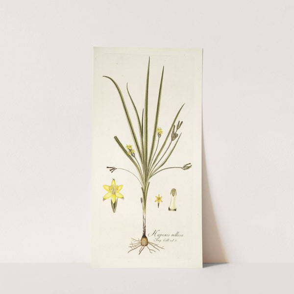 Hypoxis villosa (1781-1793) by Nikolaus Joseph Freiherr von Jacquin