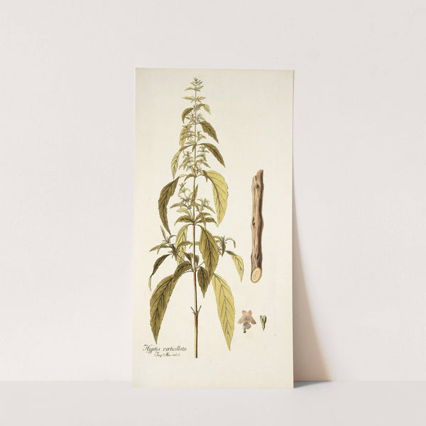 Hyptis verticillata (1781-1793) by Nikolaus Joseph Freiherr von Jacquin