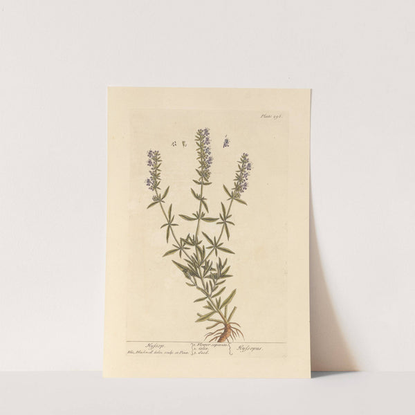 Hyssop by Elizabeth Blackwell