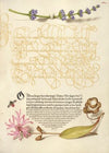 Hyssop, Insect, and Cuckoo Flower