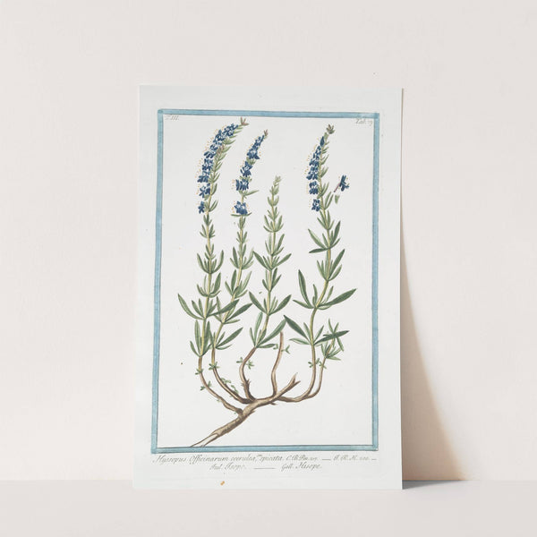 Hyssopus Officinarum coerulea, seu spicata - Isopo - Hisope by Giorgio Bonelli