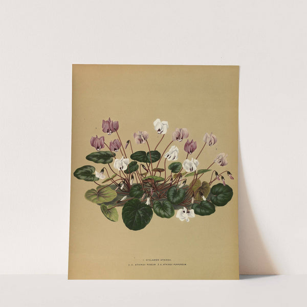 I. Cyclamen Atkinsii.2.C. Atkinsii Roseum 3.C.Atkinsii Purpureum (1872-1881) by Arentina Hendrica Arendsen