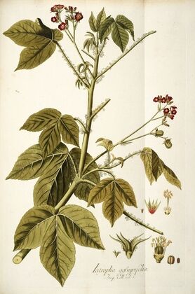 Iatropha gossypifolia