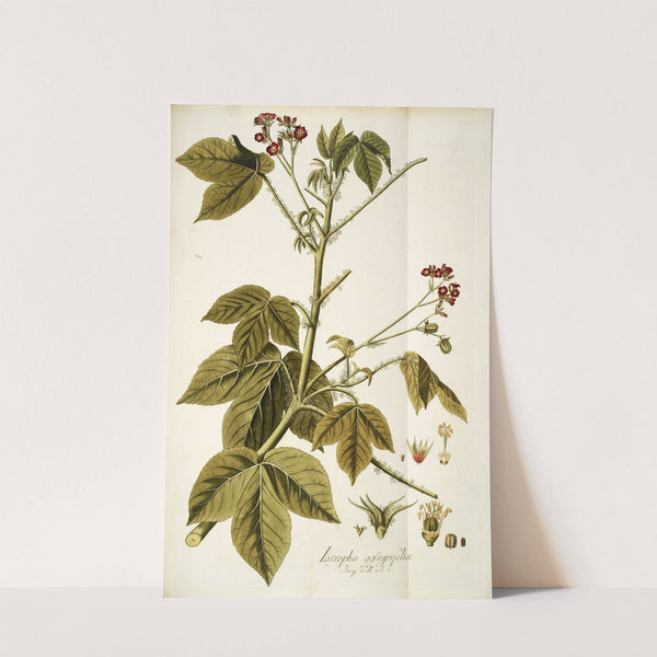 Iatropha gossypifolia (1781-1793) by Nikolaus Joseph Freiherr von Jacquin