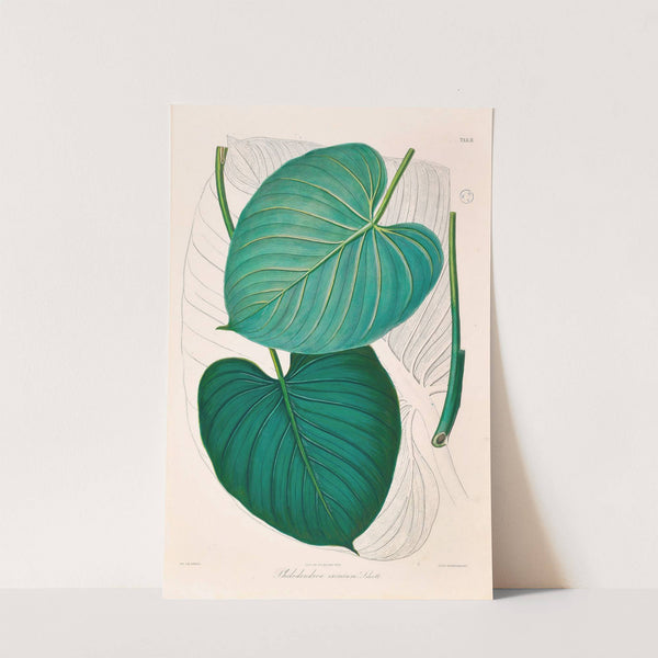 Icones Aroidearum Pl.02 (1857) by Heinrich Wilhelm Schott