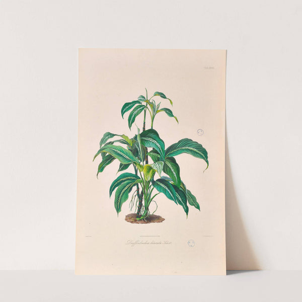 Icones Aroidearum Pl.28 (1857) by Heinrich Wilhelm Schott