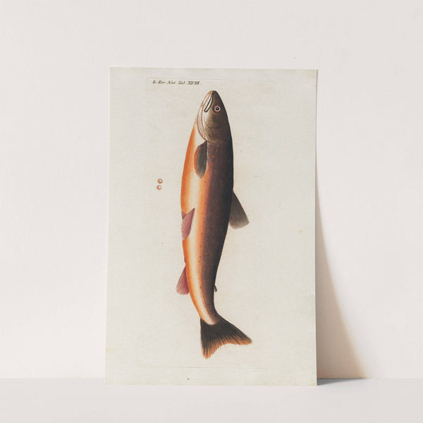 Icones rerum naturalium, ou figures enluminées d'histoire naturelle du nord Pl.18 by Peder Ascanius