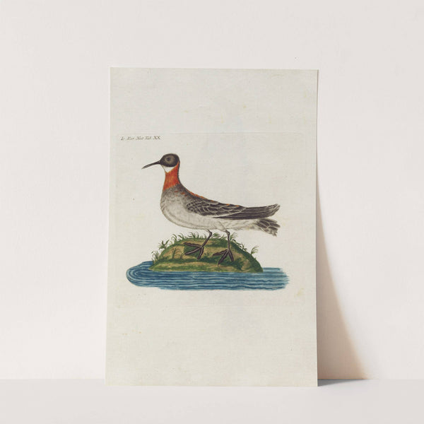 Icones rerum naturalium, ou figures enluminées d'histoire naturelle du nord Pl.20 by Peder Ascanius