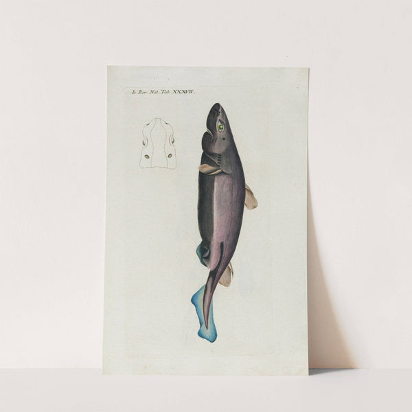 Icones rerum naturalium, ou figures enluminées d'histoire naturelle du nord Pl.37 by Peder Ascanius