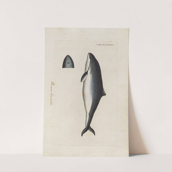 Icones rerum naturalium, ou figures enluminées d'histoire naturelle du nord Pl.41 by Peder Ascanius