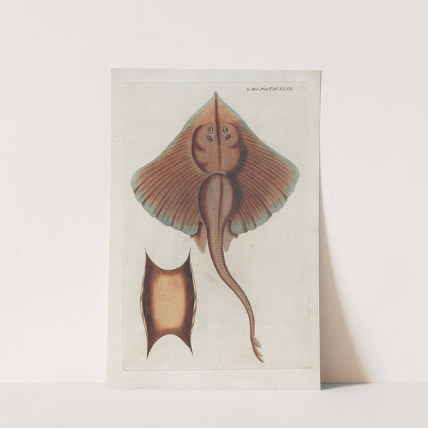 Icones rerum naturalium, ou figures enluminées d'histoire naturelle du nord Pl.43 by Peder Ascanius