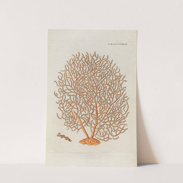 Icones rerum naturalium, ou figures enluminées d'histoire naturelle du nord Pl.49 by Peder Ascanius