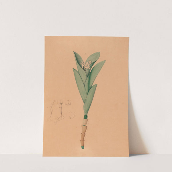 Iconographie des orchidées du Brésil Pl.44 by João Barbosa Rodrigues