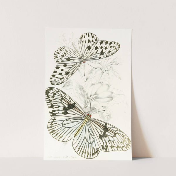 Idea Agelia,Idea Daos by James Duncan