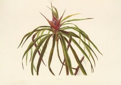 Ieie (1885)