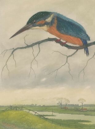 IJsvogel op een tak in een weidelandschap