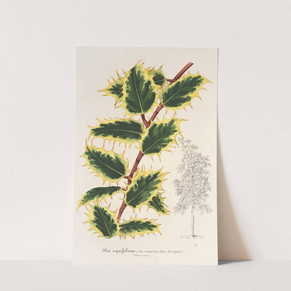 Ilex aquifolium by Charles Antoine Lemaire