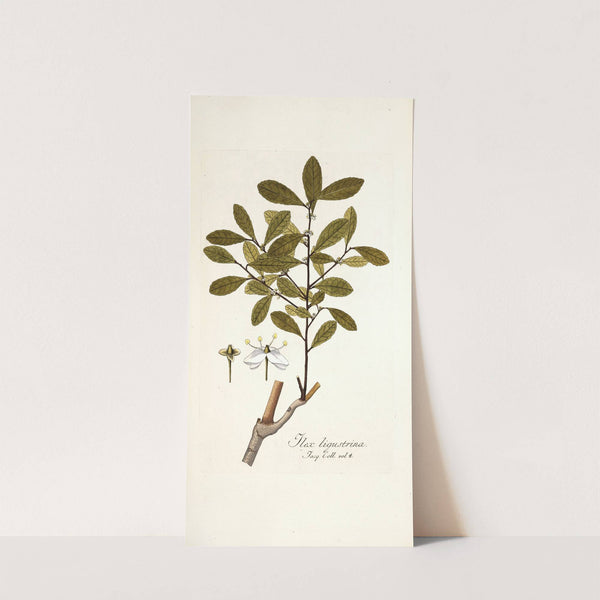 Ilex ligustrina by Nikolaus Joseph Freiherr von Jacquin