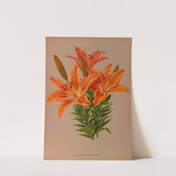 Ilium Thunbergianum Aureum Maculatum (1872-1881) by Arentina Hendrica Arendsen