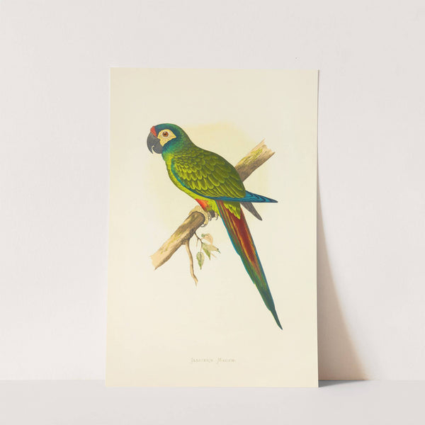 Illiger’s Macaw (1884-1887) by Alexander Francis Lydon