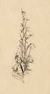 Illustration from A Midsummer night’s dream (1901)