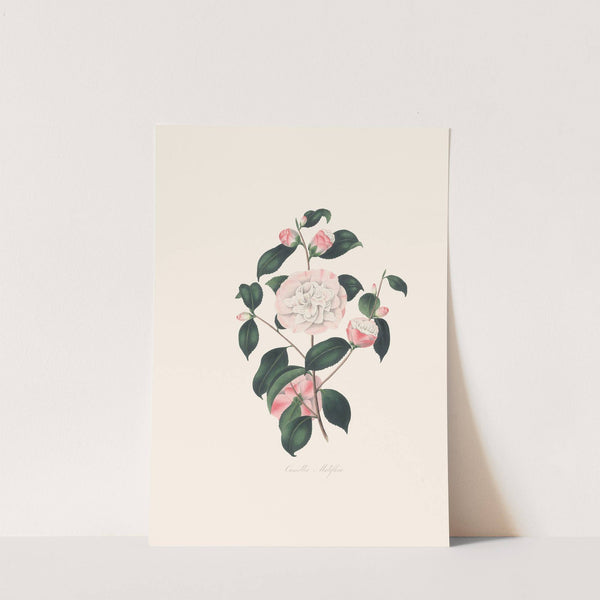 Illustrations and descriptions of the plants which compose the natural order Camellieae Pl.02 by Alfred Chandler