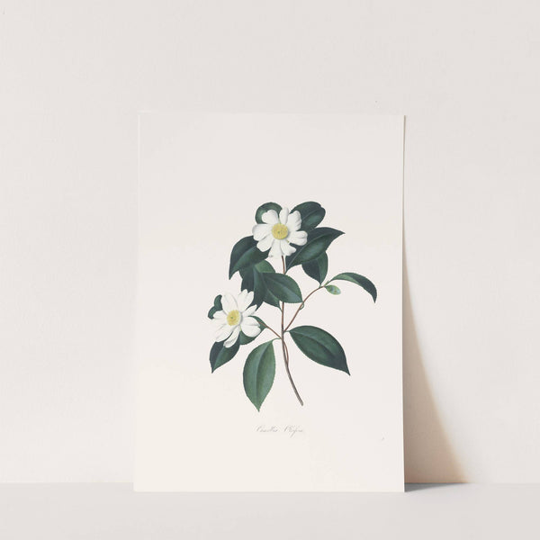 Illustrations and descriptions of the plants which compose the natural order Camellieae Pl.03 by Alfred Chandler