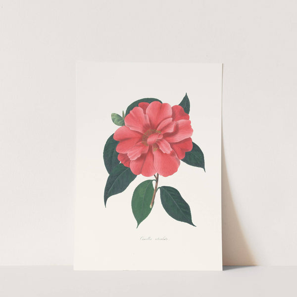 Illustrations and descriptions of the plants which compose the natural order Camellieae Pl.04 by Alfred Chandler