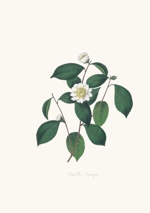 Illustrations and descriptions of the plants which compose the natural order Camellieae Pl.05 — size preview