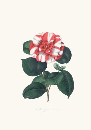 Illustrations and descriptions of the plants which compose the natural order Camellieae Pl.06 — size preview