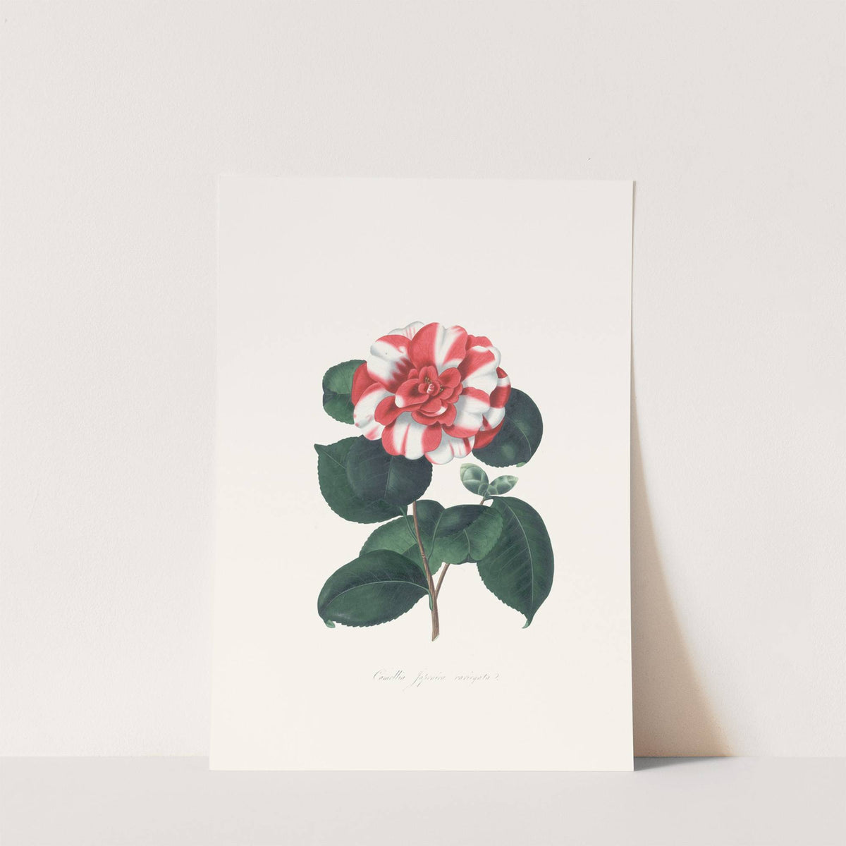 Illustrations and descriptions of the plants which compose the natural order Camellieae Pl.06 by Alfred Chandler