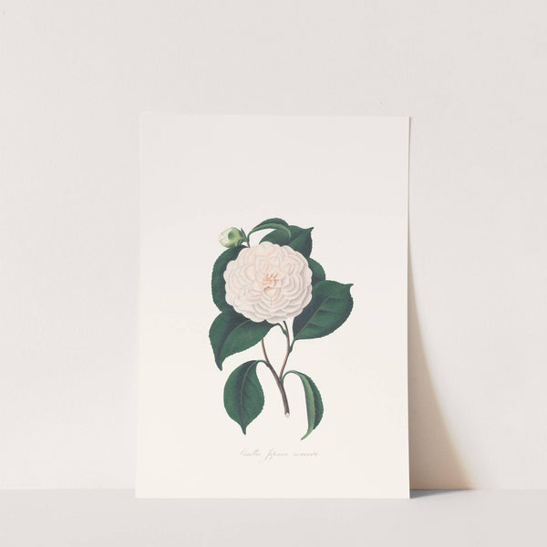 Illustrations and descriptions of the plants which compose the natural order Camellieae Pl.07 by Alfred Chandler