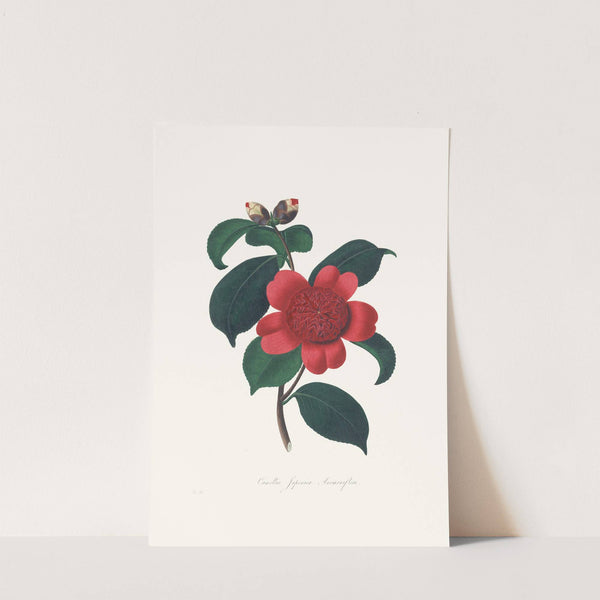 Illustrations and descriptions of the plants which compose the natural order Camellieae Pl.08 by Alfred Chandler