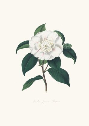 Illustrations and descriptions of the plants which compose the natural order Camellieae Pl.09 — size preview